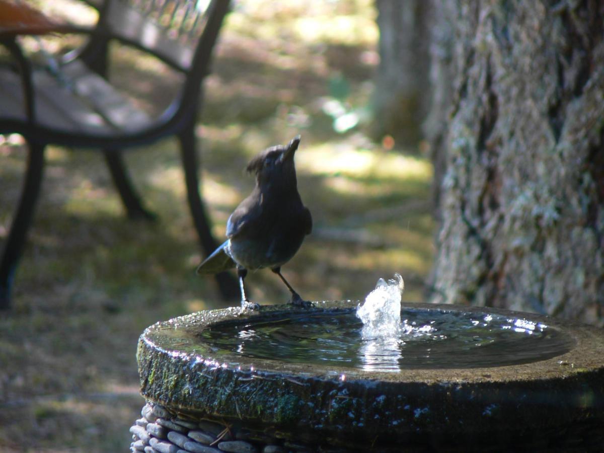 雪松之歌住宿加早餐旅馆 帕克斯维尔 外观 照片