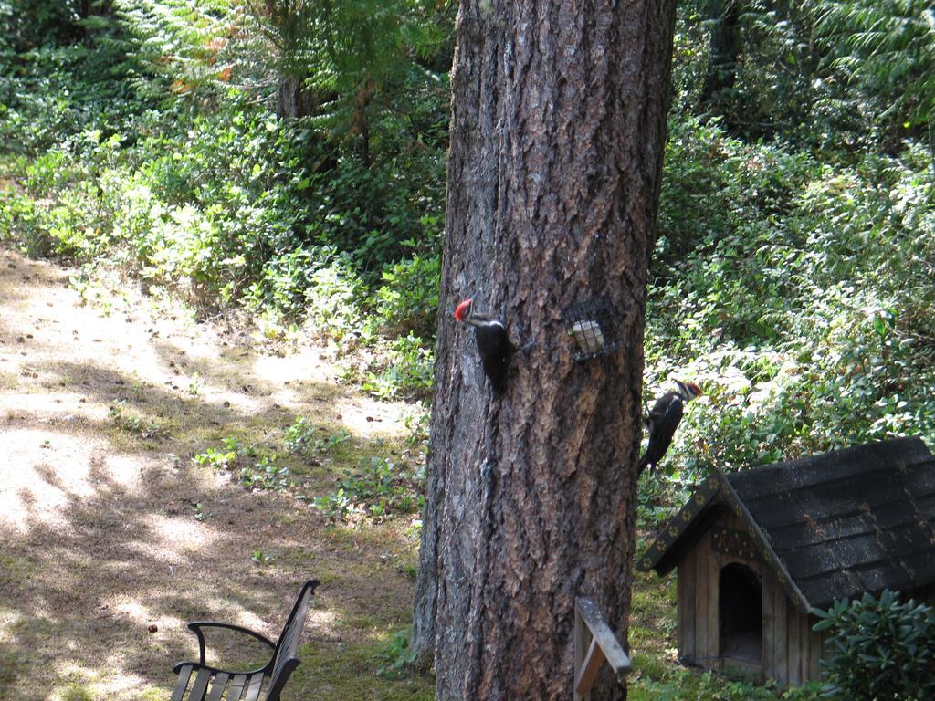 雪松之歌住宿加早餐旅馆 帕克斯维尔 外观 照片